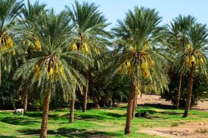 prestataire-mariage-ouled-djellal